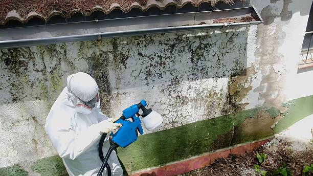 Trusted Mold Remediation service in Springfield, GA - Cheap Mold Removal